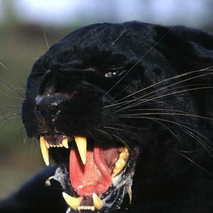 Meet your Posher, Katrina